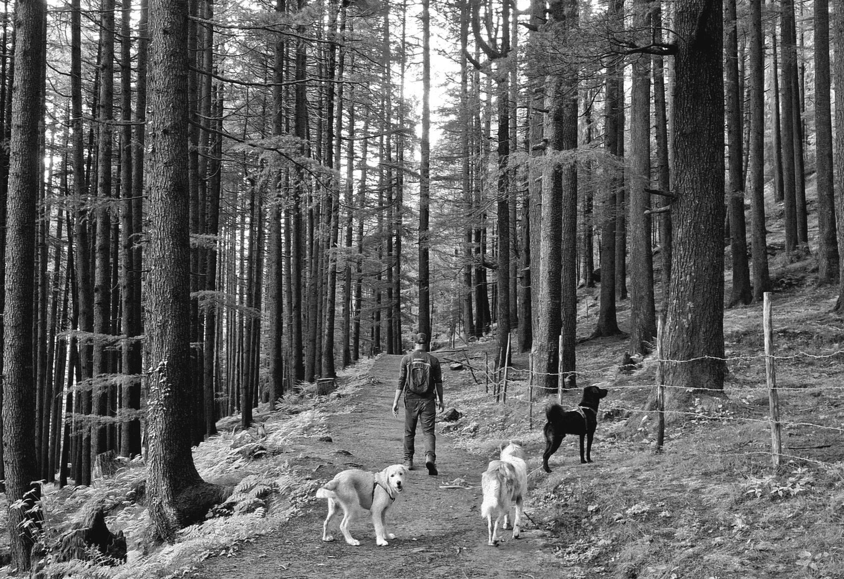 Jude - Manali
